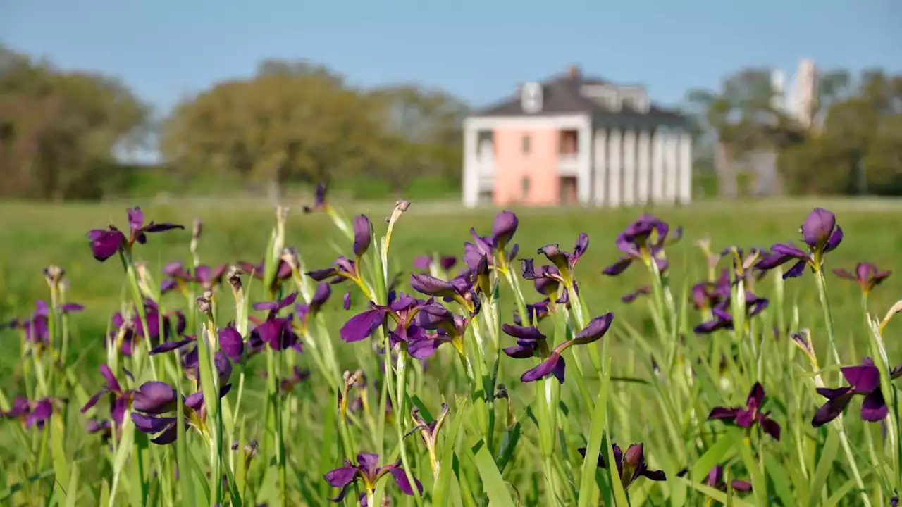 Iris on national park battlefield may mark razed Black homes