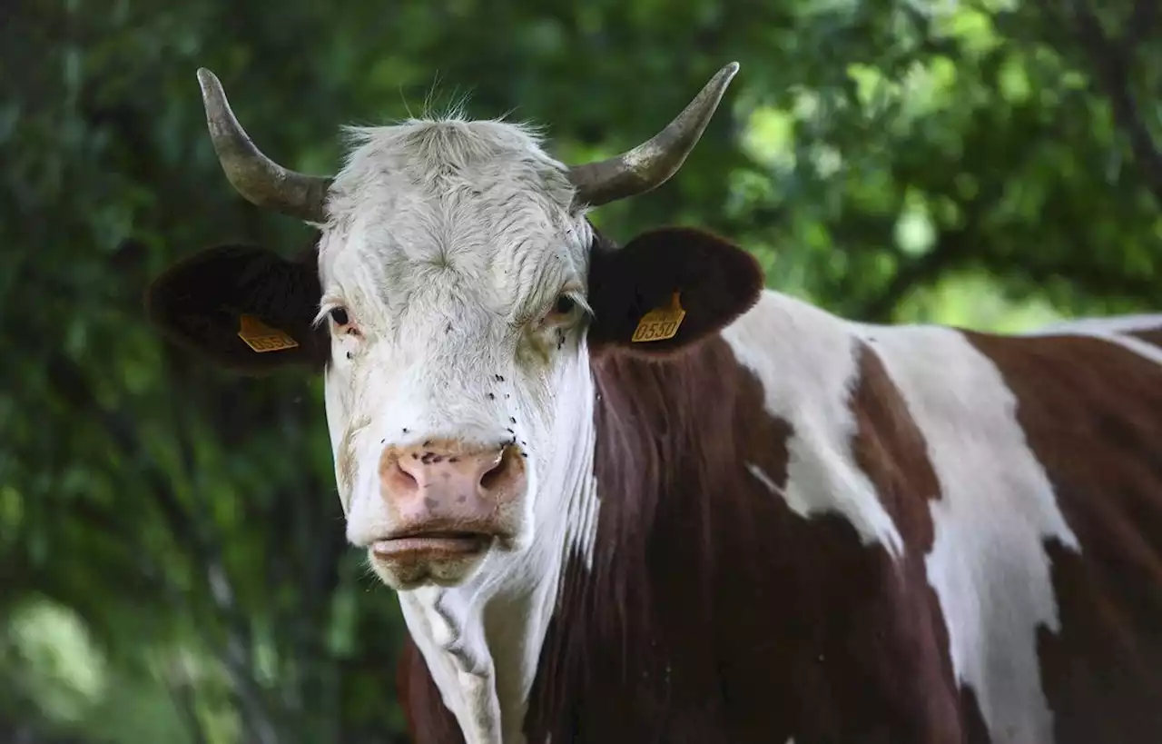 Une vache dépecée en pleine nuit dans un champ des Hautes-Pyrénées