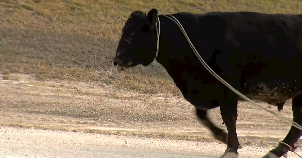 17 cows and bulls have to be wrangled on roadway on I-80 after livestock truck crashes near Joliet