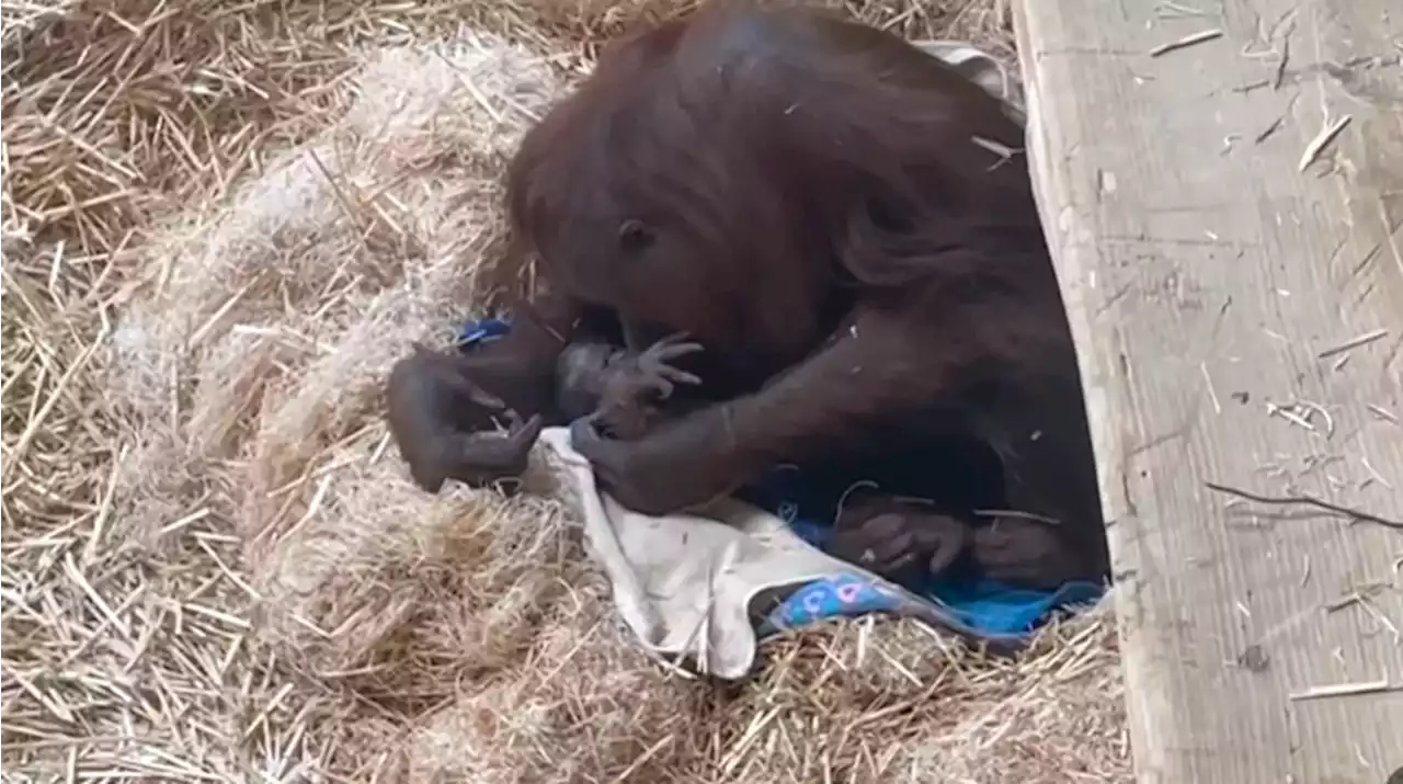 Endangered Bornean orangutan gives birth to baby at Oregon Zoo