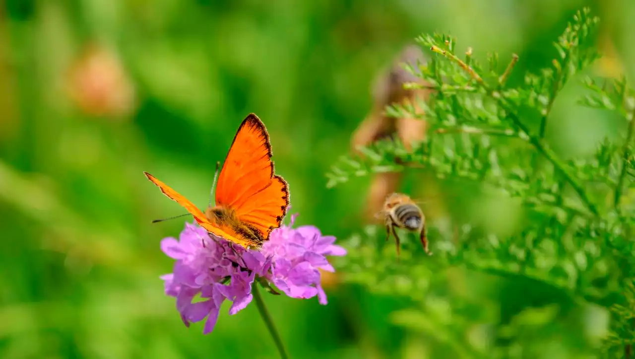 (S+) Neue Studie zum Insektenschwund: »Lasst etwas Chaos zu!«