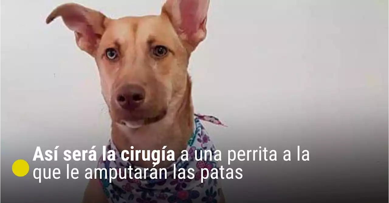 Así será la cirugía para darle calidad de vida a una perrita a la que le amputarán las patas