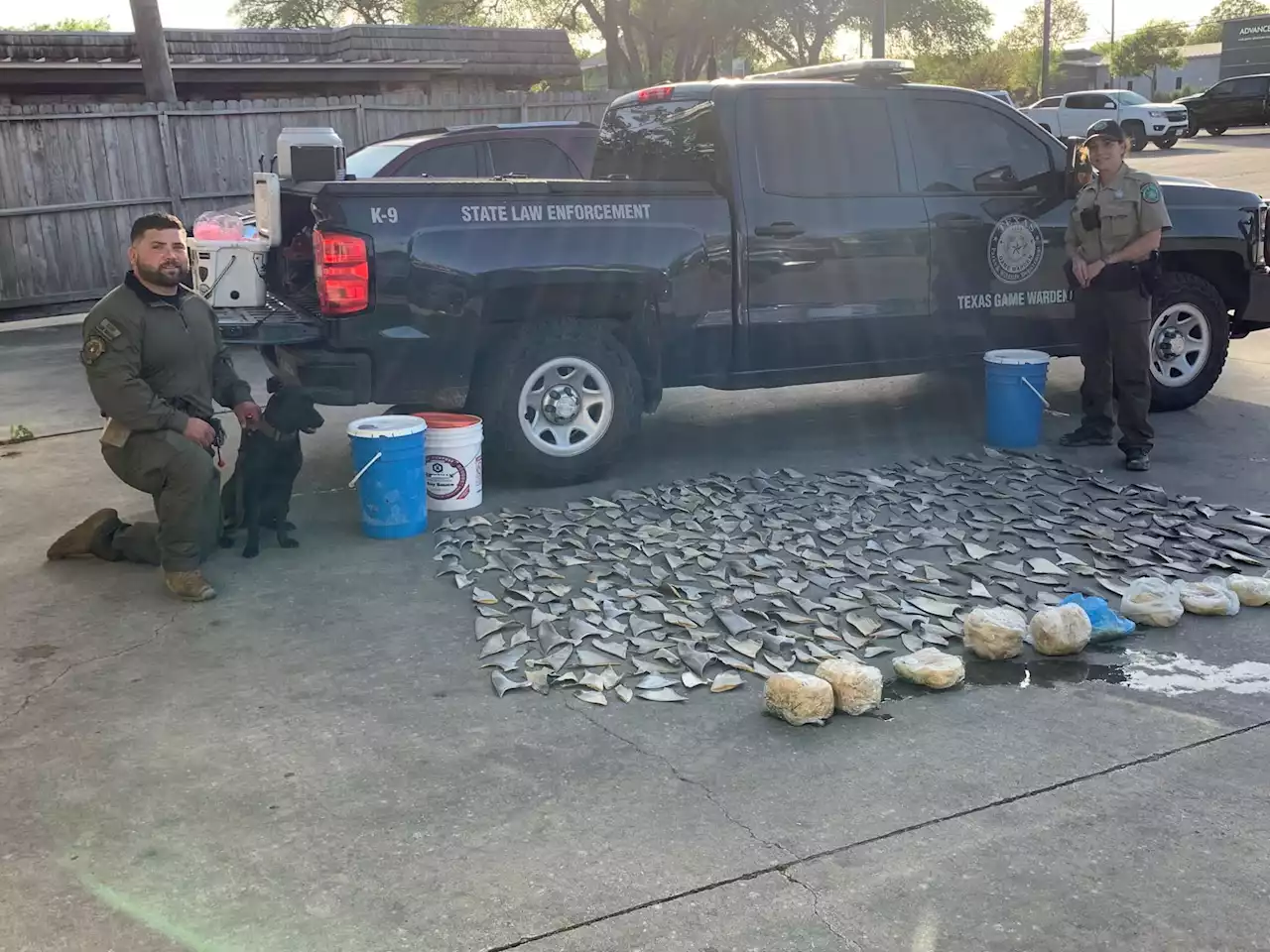 ‘It’s barbaric’: Texas Game Wardens find hundreds of illegal shark fins at San Antonio restaurant