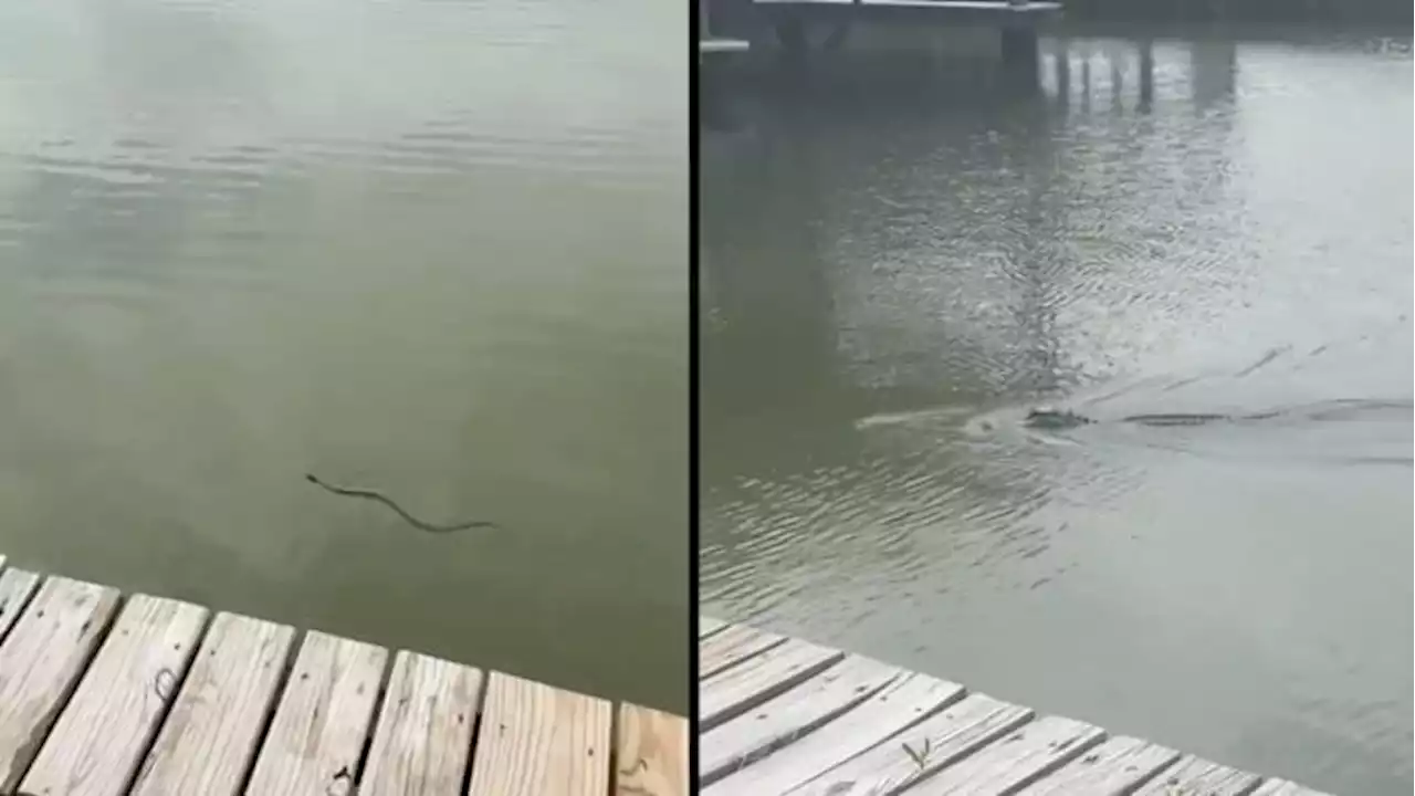 Alligator caught on video snapping up snake in Texas canal