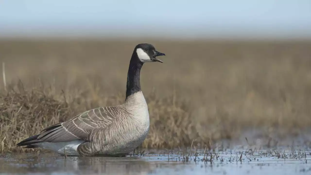 Alaska wildlife officials on the lookout for new, deadlier bird flu