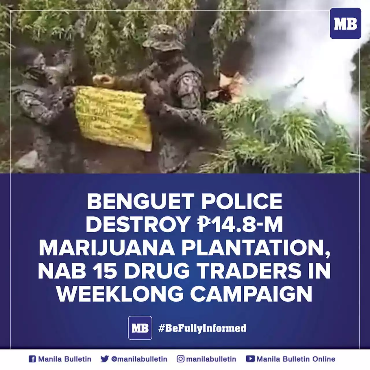 Benguet police destroy P14.8-M marijuana plantation, nab 15 drug traders in weeklong campaign