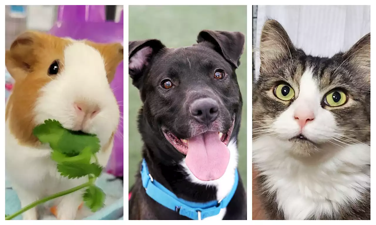 $20 Pet Adoption Fee Promo Available at San Diego Humane Society