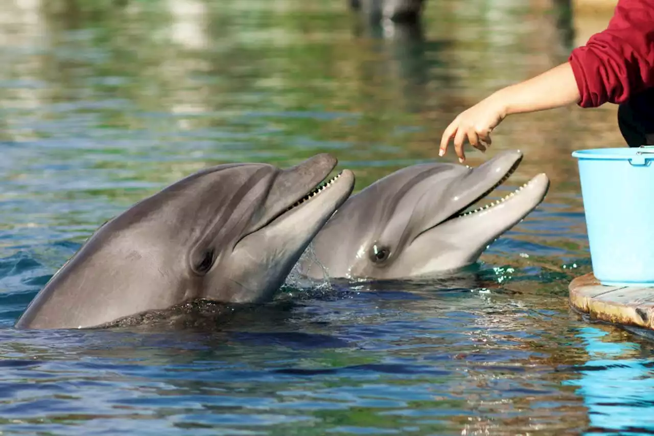 Dolphins who are hand-fed by tourists are less social than their peers