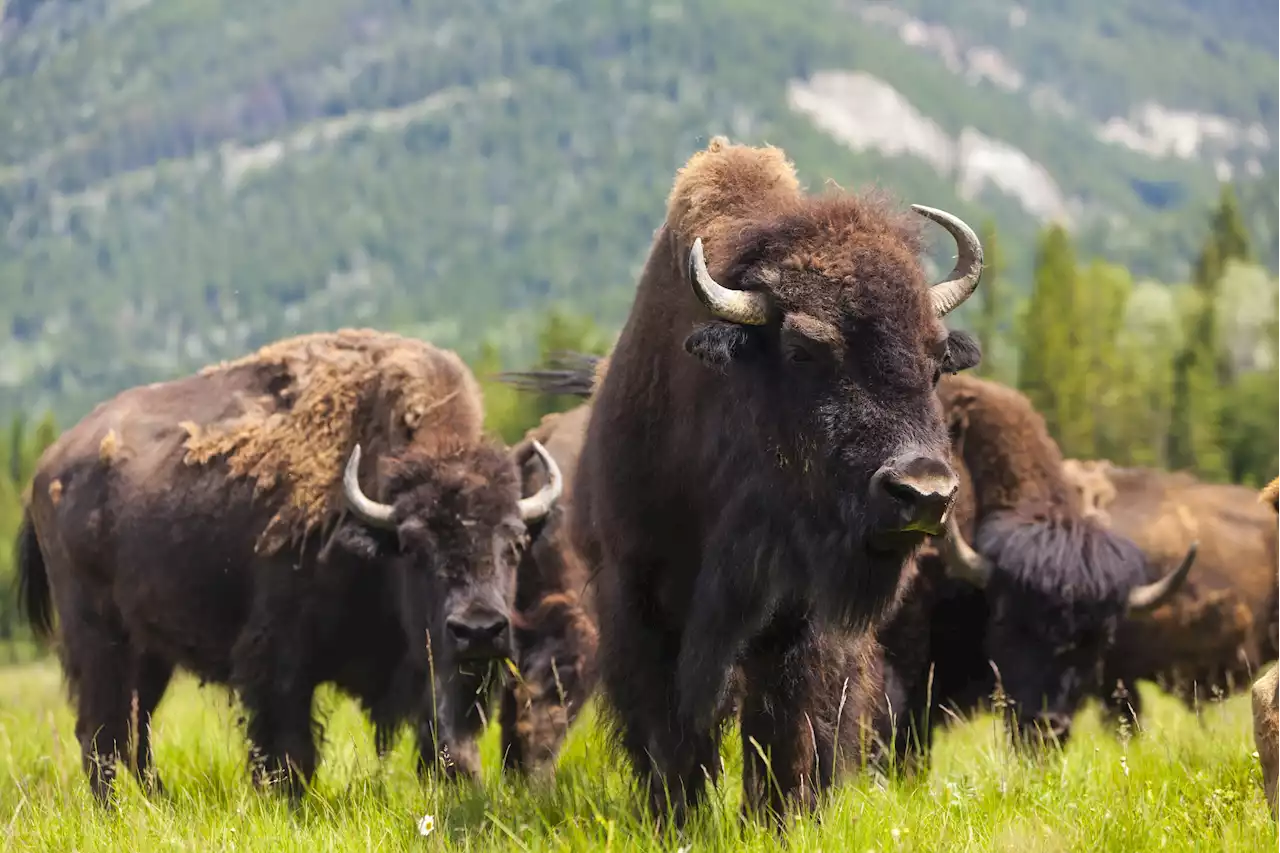 Yellowstone bison slaughter fails miserably, with just 49 killed