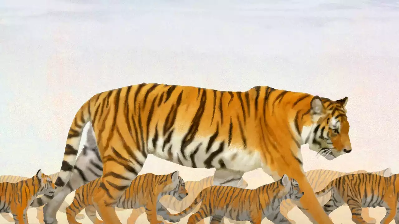 The Ultimate Tiger Mom