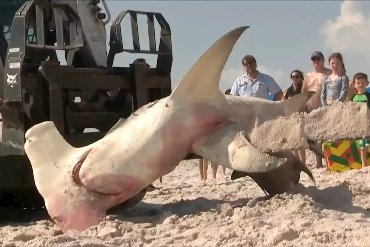 Mother of all sharks stuns Florida: ‘You never want to see an animal this big’