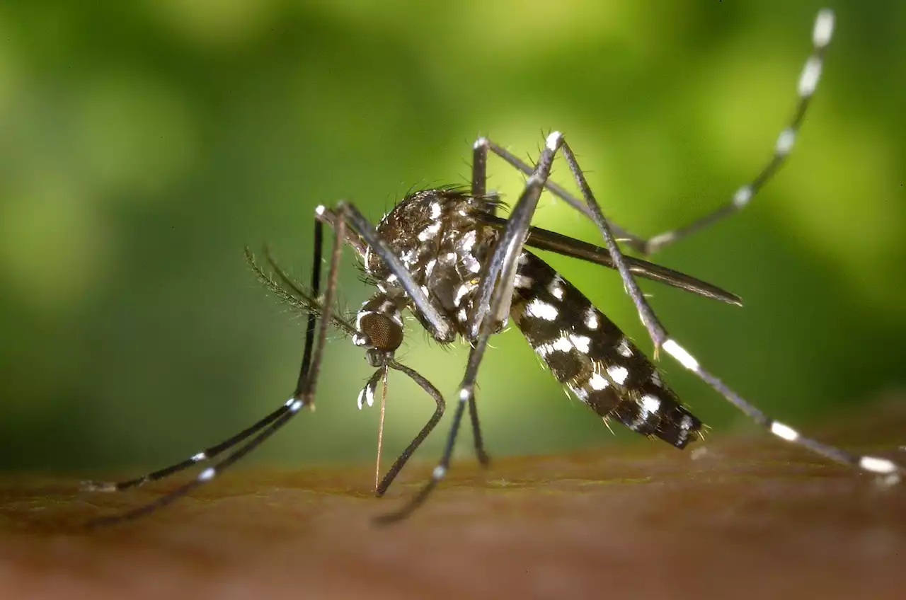 The first US trial to release GMO mosquitoes just ended. Here's how it went.