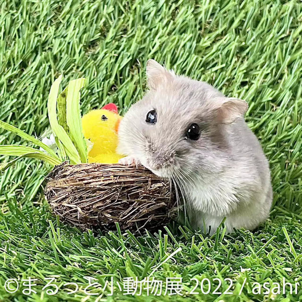 ハムスターやハリネズミなどが主役の写真＆物販展「まるっと小動物展」、名古屋と東京で開催 | 動物のリアルを伝えるWebメディア「REANIMAL」