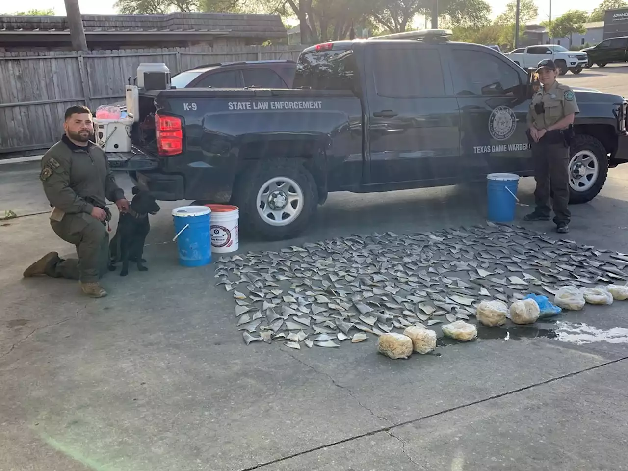 Game wardens find 381 shark fins at San Antonio restaurant, start criminal investigation