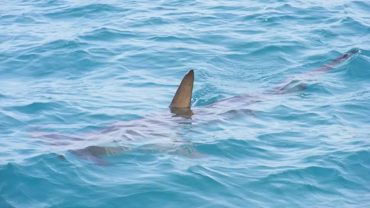 381 shark fins seized at San Antonio restaurant