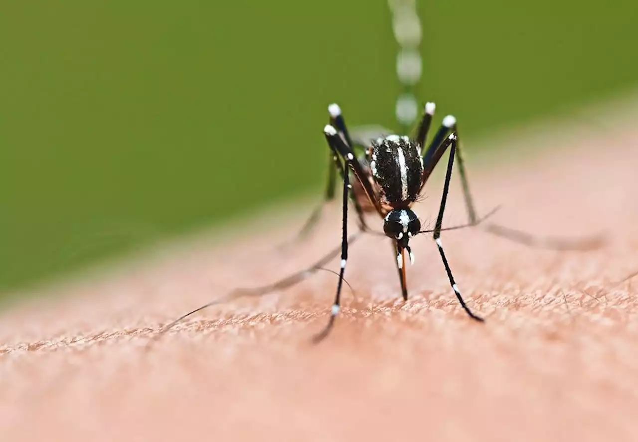 Johor sees a decline in dengue cases compared to same period last year
