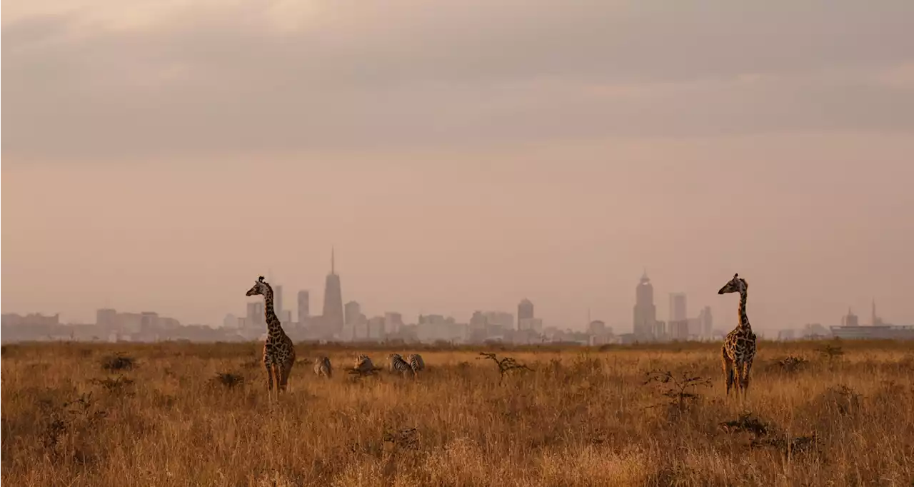 Google to set up first Africa product development centre