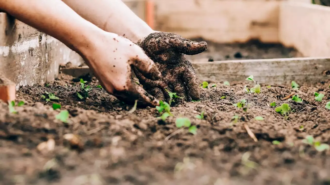 TikTok gardening hacks to try this spring