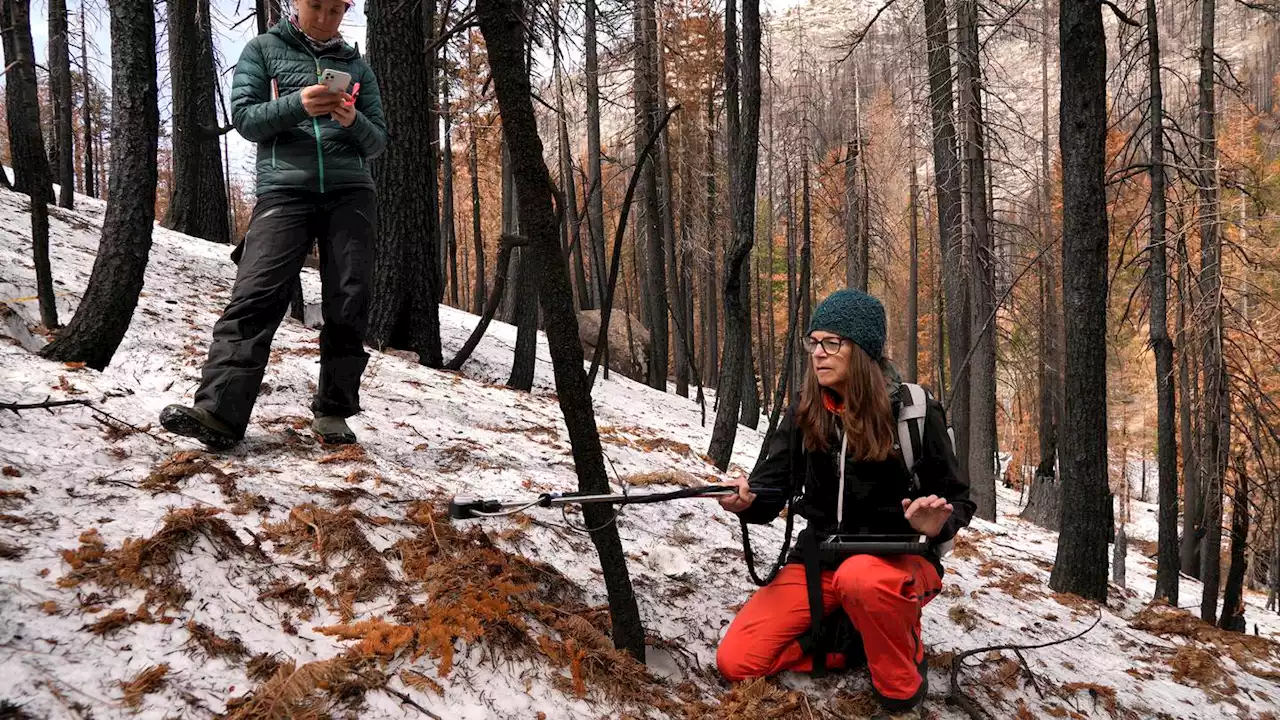 After wildfires, scorched trees could disrupt water supplies