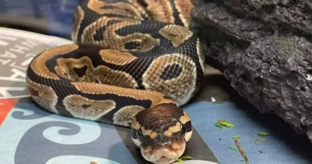 Python found slithering on Walmart shelf in Monroe Co. now up for adoption