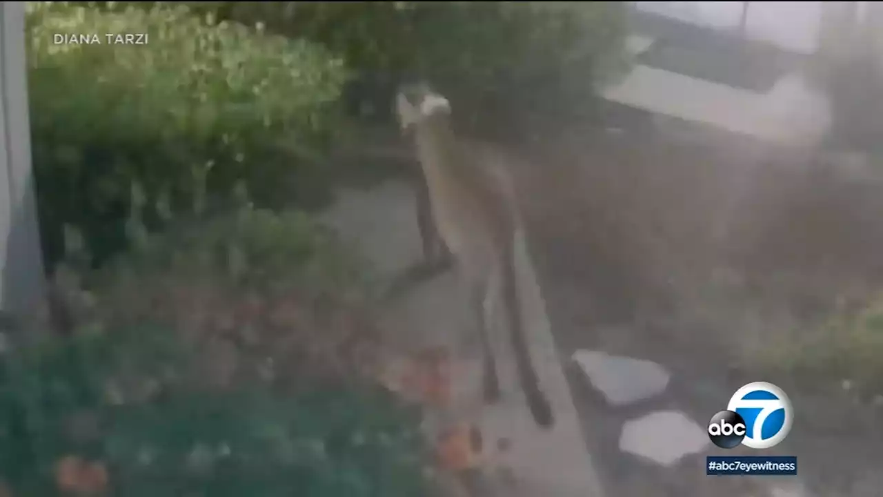 Mountain lion behind chaos in Irvine last month is possibly spotted in Mission Viejo