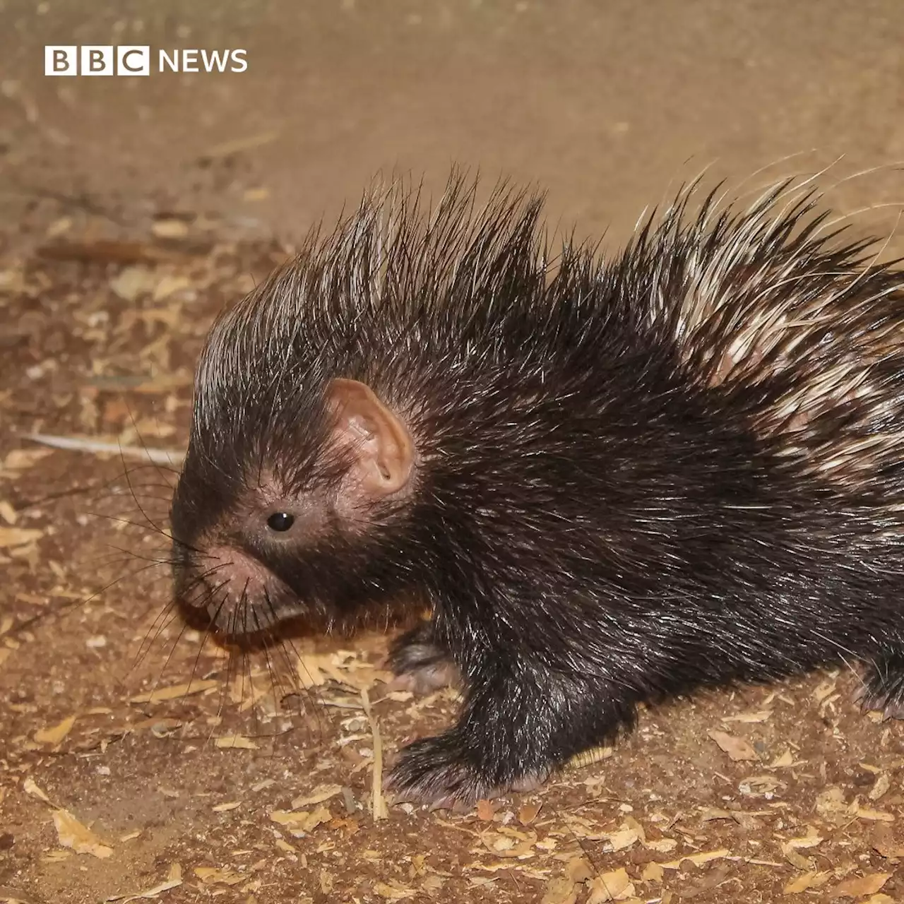 Birth of baby porcupine Hershey excites ZSL London Zoo crowds