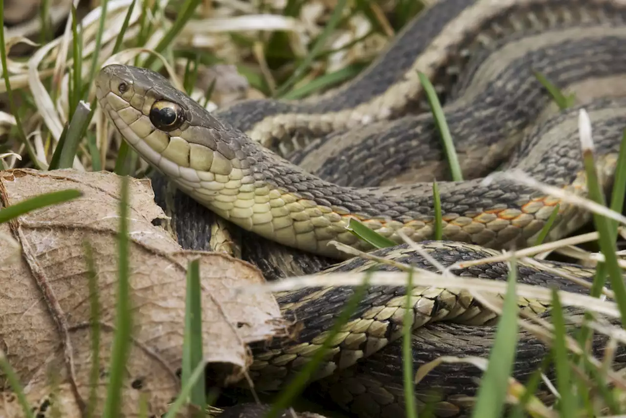 Having Tall Grass in Your Yard Invites Snakes to Your Home — Best Life