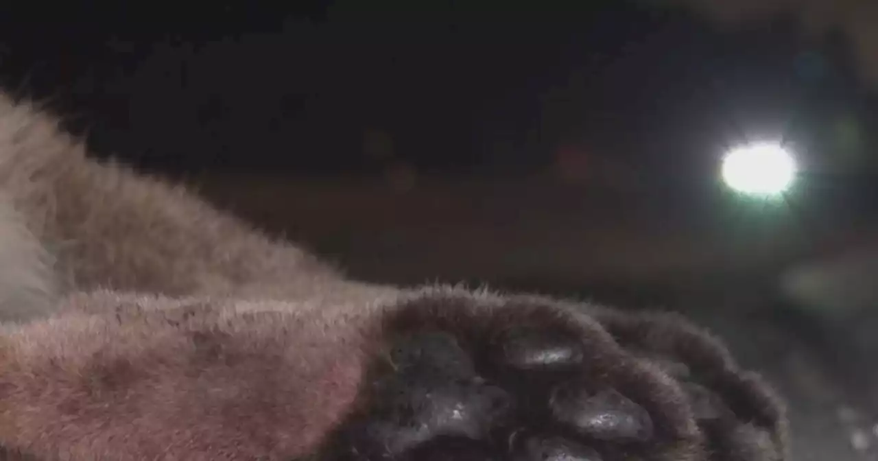 Mountain lion struck, killed on 405 freeway in Sepulveda Pass