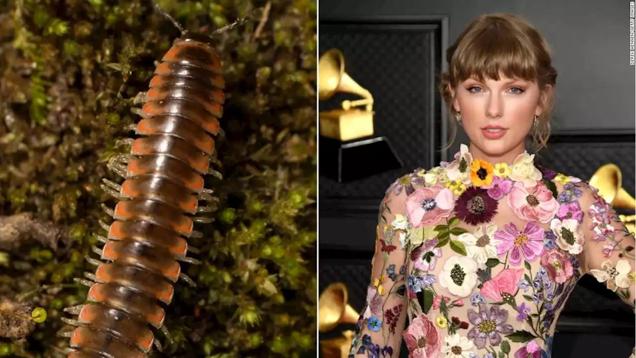 Taylor Swift has a new millipede species named after the megastar