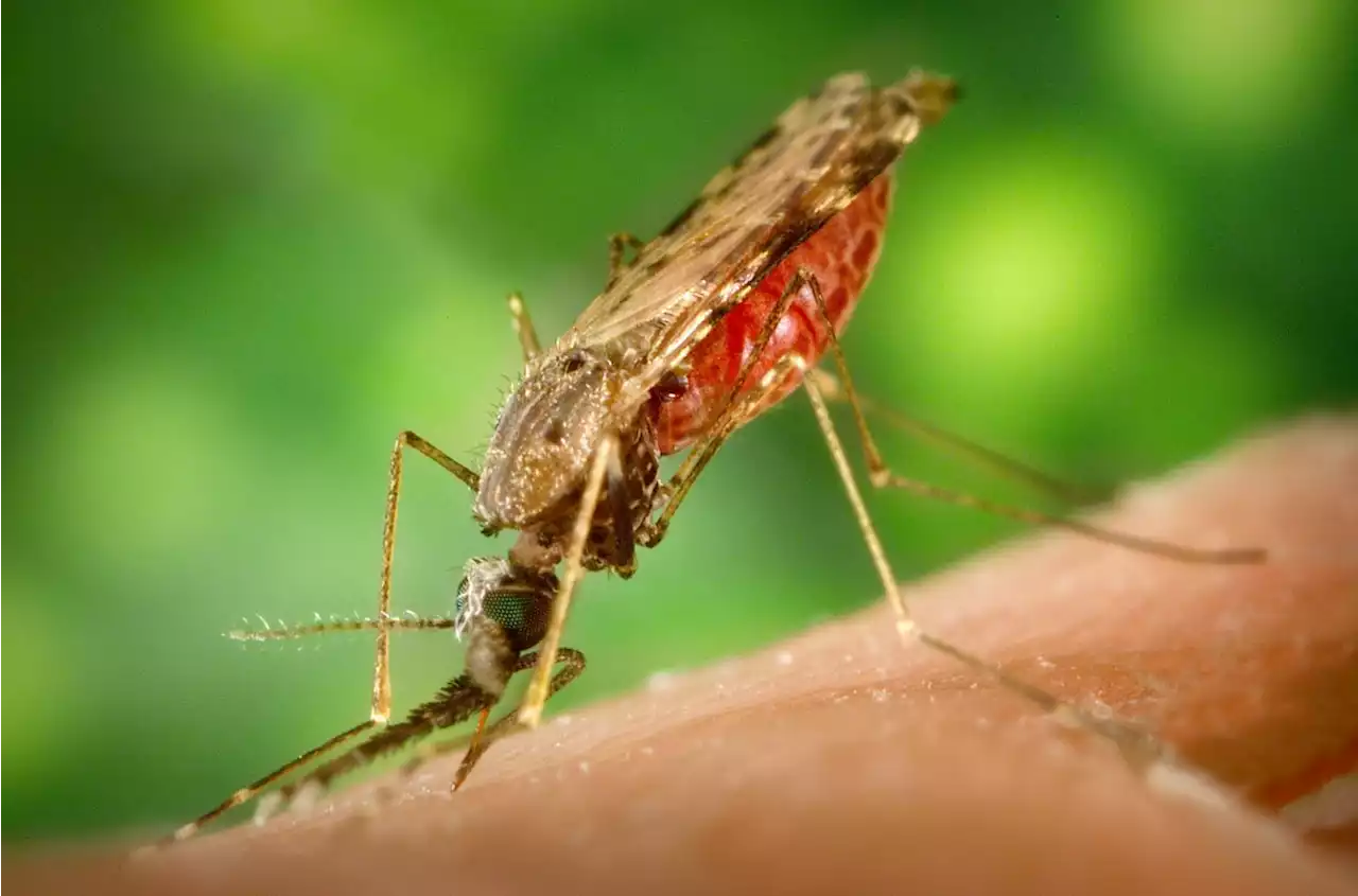 Geoengineering könnte Erfolge im Kampf gegen Malaria zunichte machen