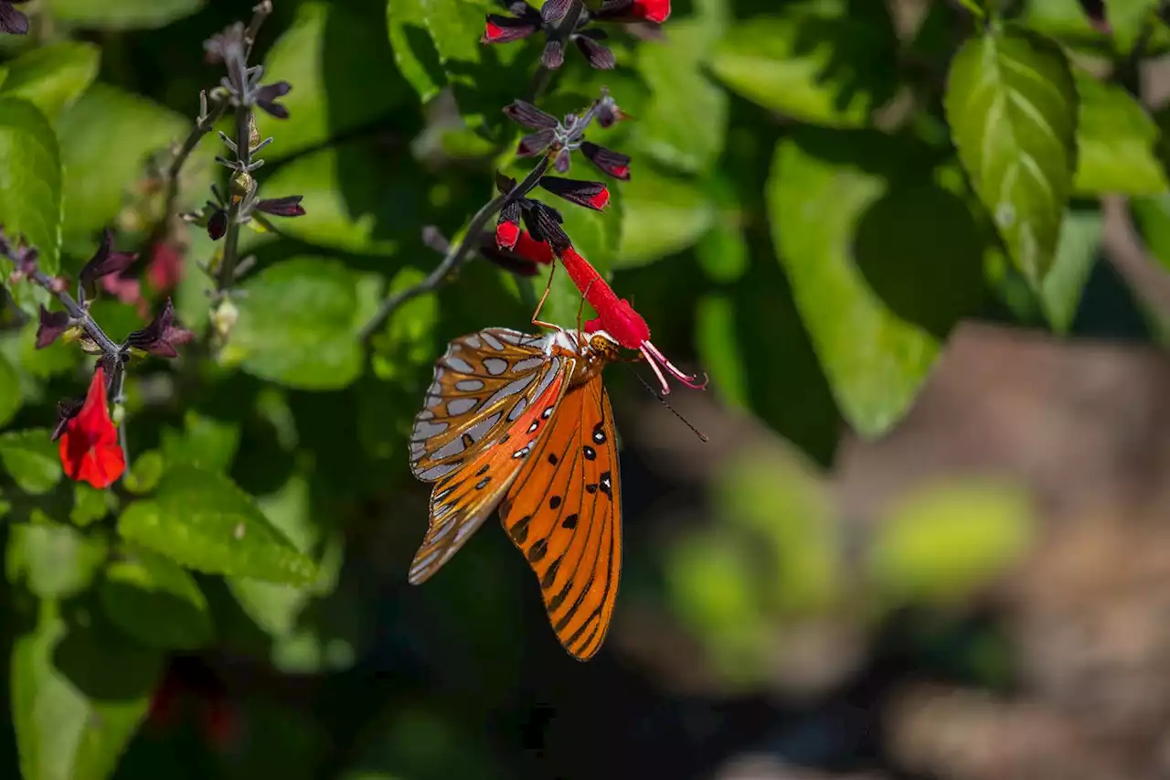 Which city harbors the most wildlife? Houston joins the Nature Challenge