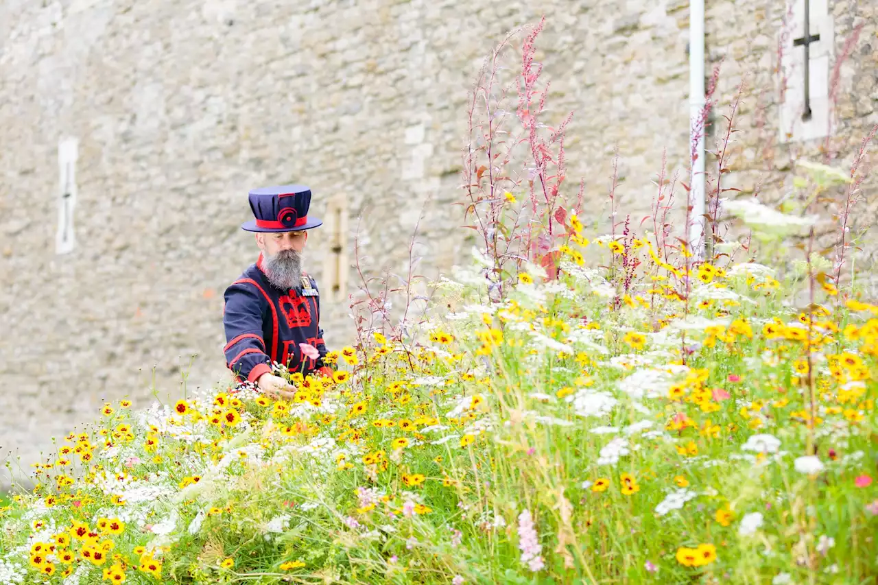 Flower display to be created at Tower of London for Jubilee