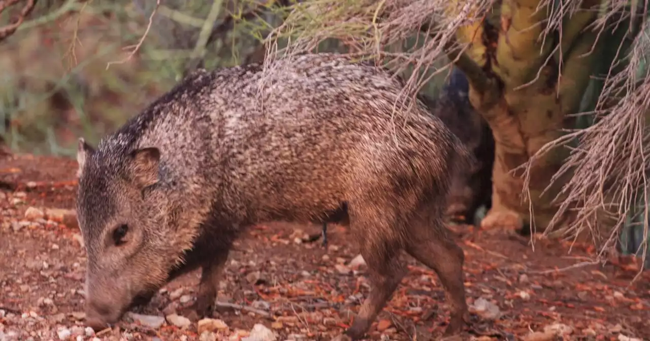 Wild javelina attacks Tucson woman at her home