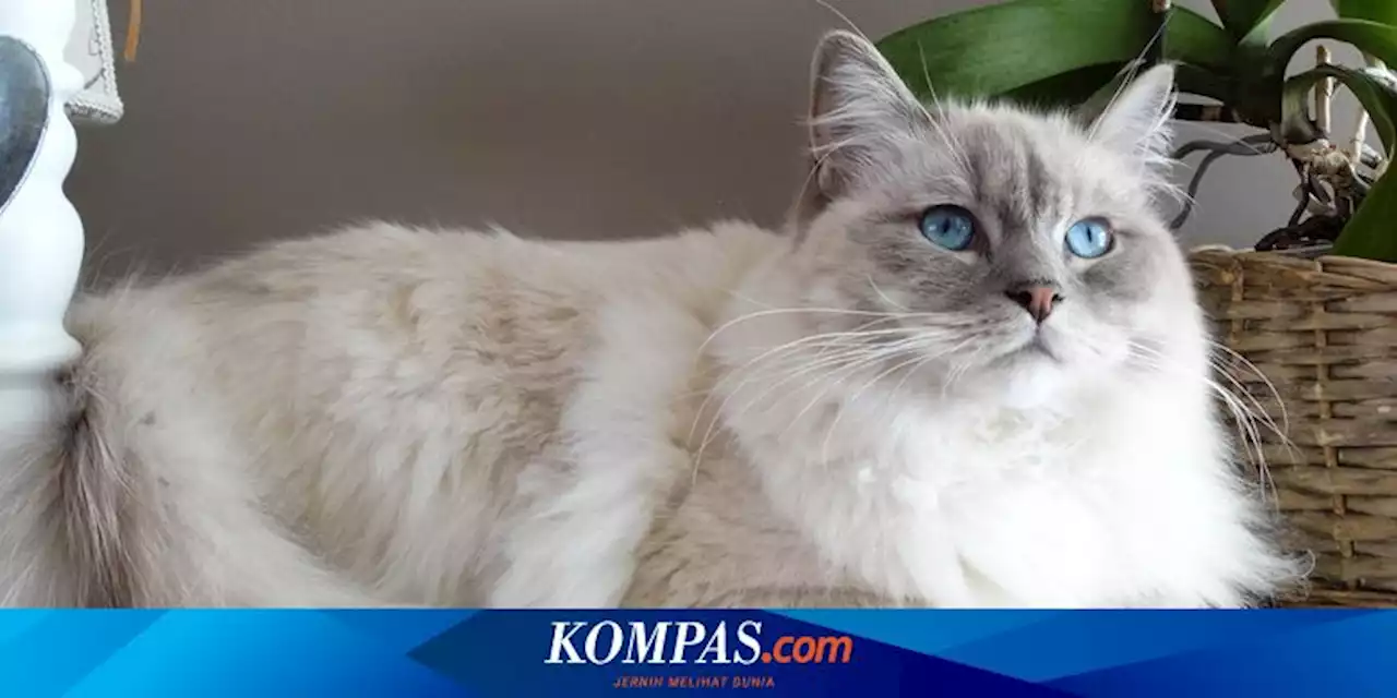 10 Ras Kucing Berumur Panjang, dari Siam sampai Sphynx