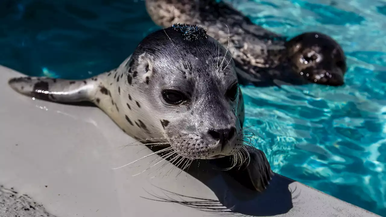 Bay Area Beachgoers Advised to Not Disturb Harbor Seal Pups