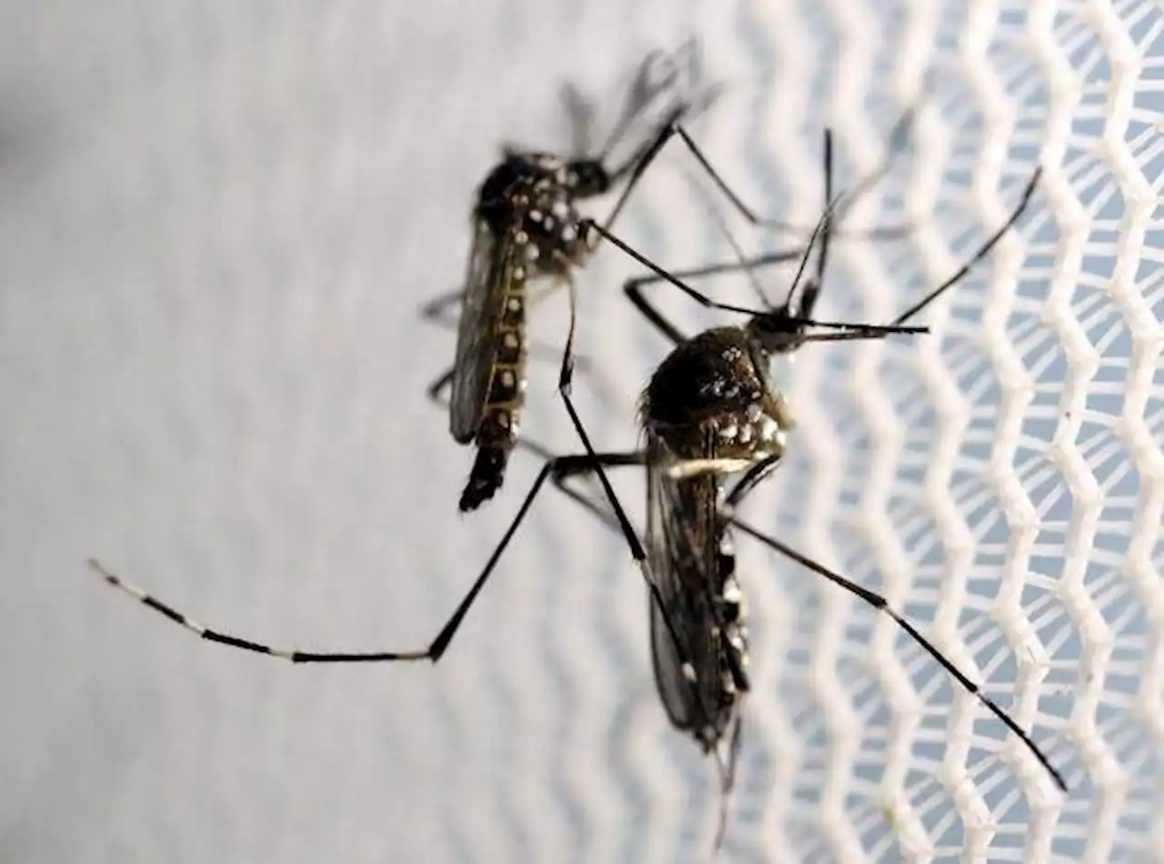 Davao City reports 370 cases of dengue