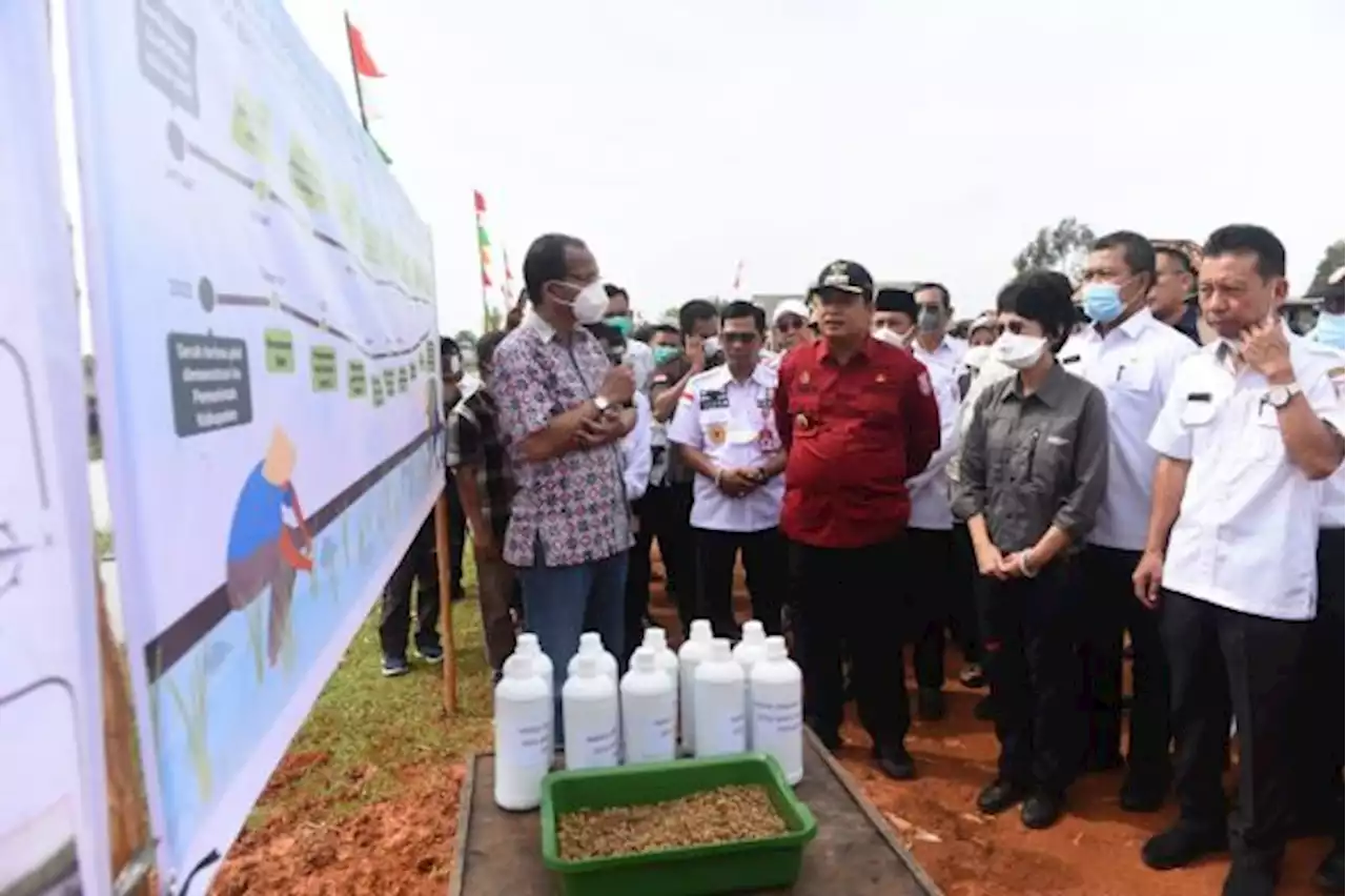 Petani di Lahan Gambut Banyuasin Mulai Uji Coba Mina Padi