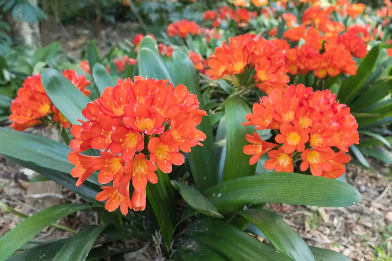 Bay Area Gardens: World Naked Gardening Day, garden questions