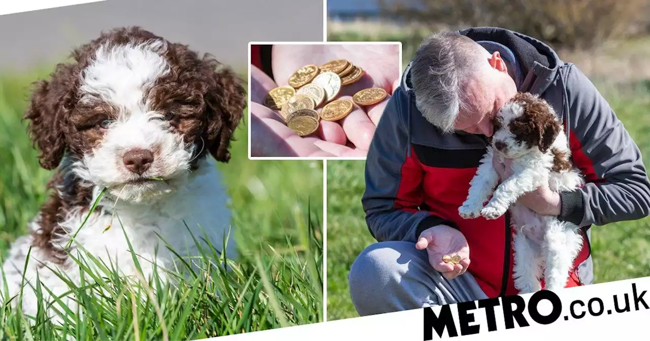 Retriever puppy digs up sovereign coins worth £6,000 on first walk