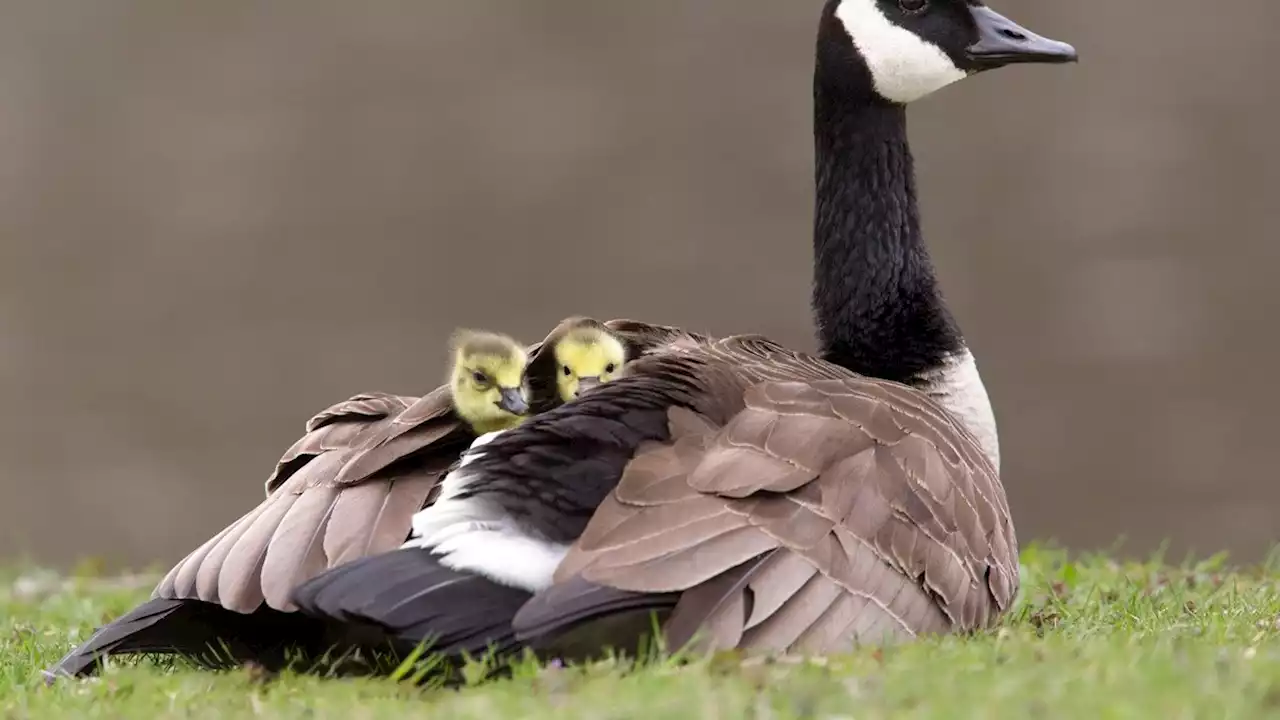 Here's how kids can take bird photographs like a pro