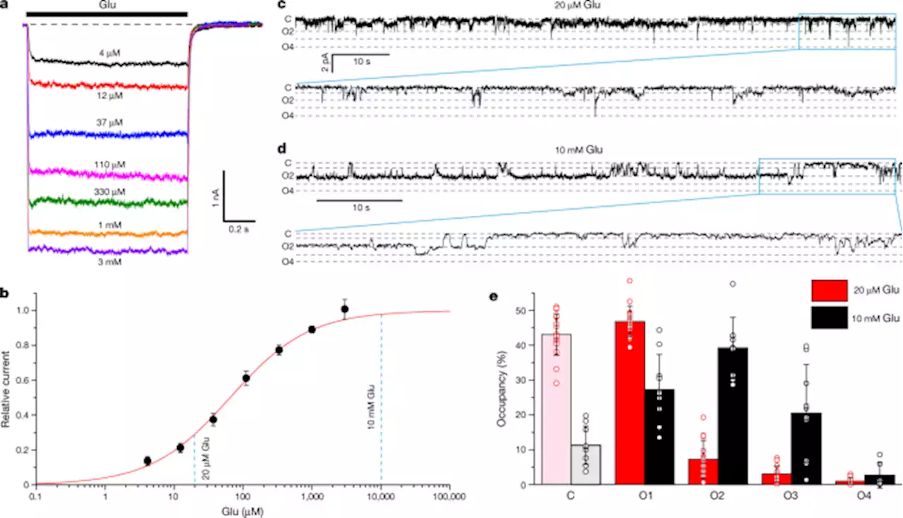 Opening of glutamate receptor channel to subconductance levels - Nature