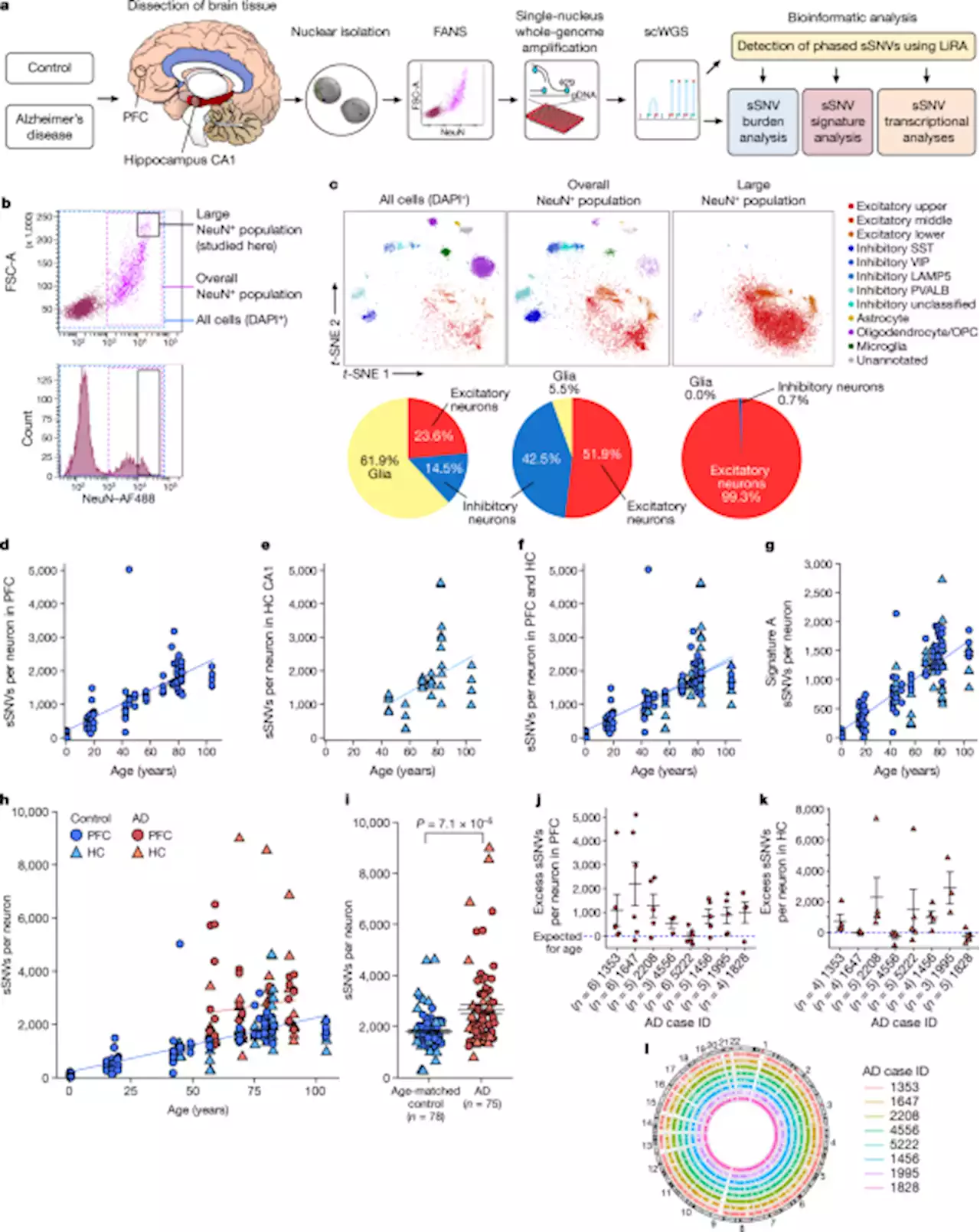 Somatic genomic changes in single Alzheimer’s disease neurons - Nature