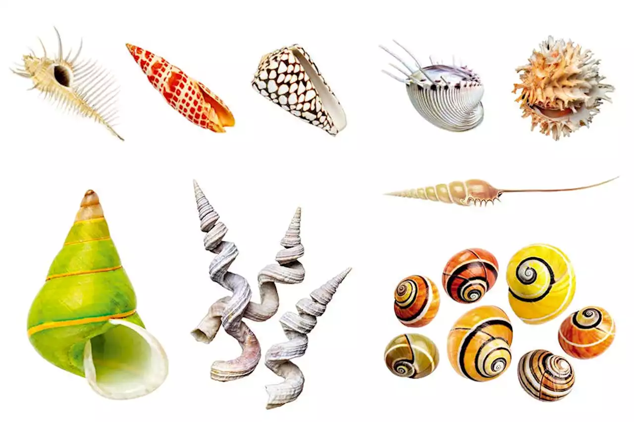 Stunning images of mollusc shells reveal their beauty and diversity