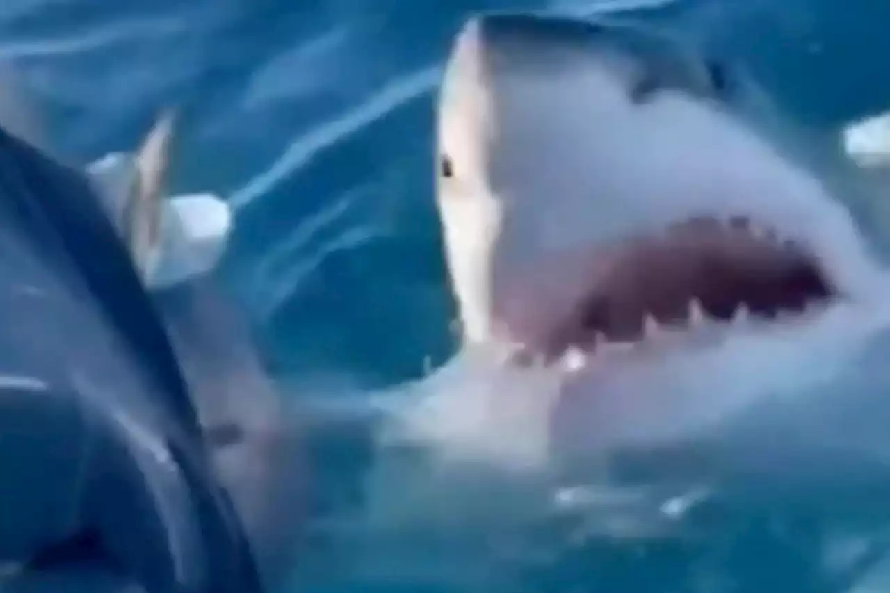 Great white shark circles family for hour, chomps boat motor in scary video