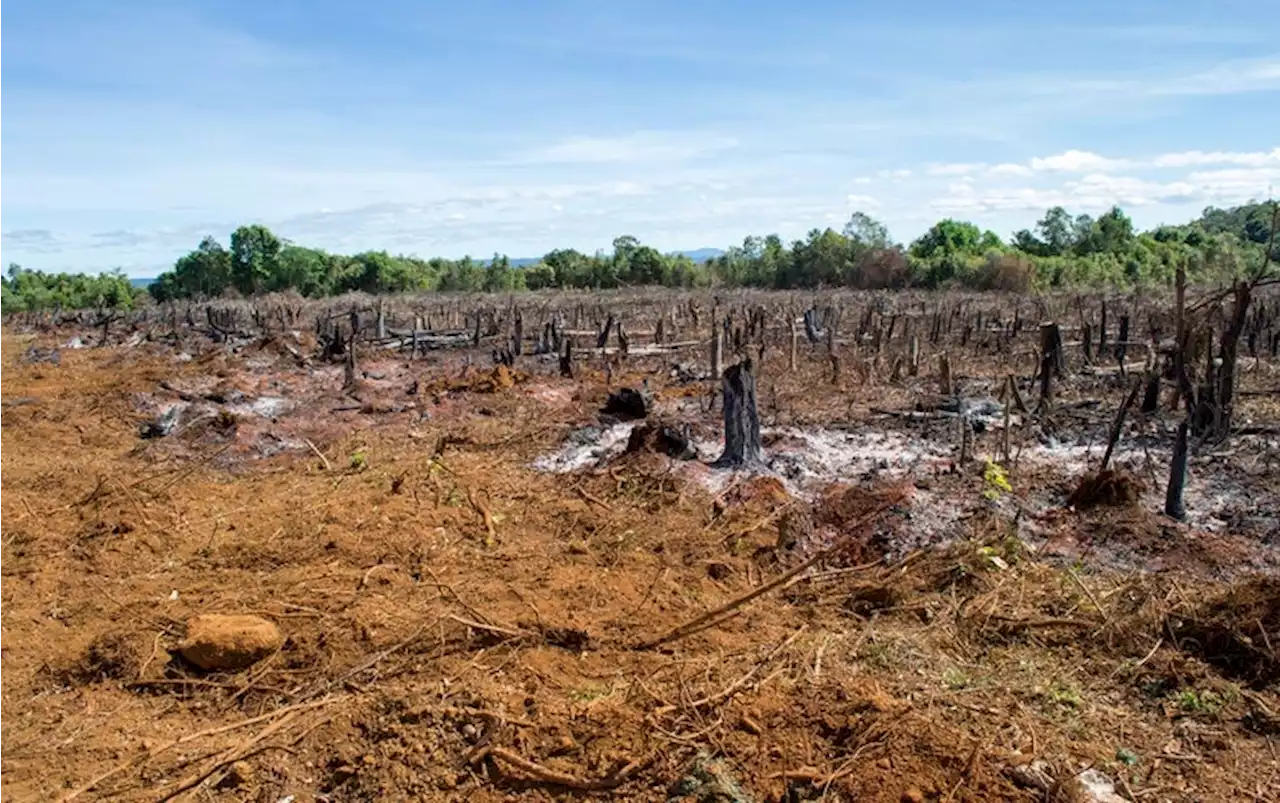 Insects Are Dying Off Because of Climate Change and Farming