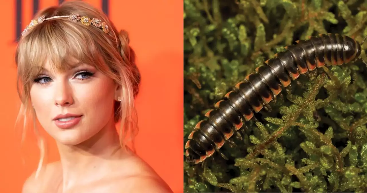 Científicos dan el nombre de Taylor Swift a una de las 17 nuevas especies de ciempiés