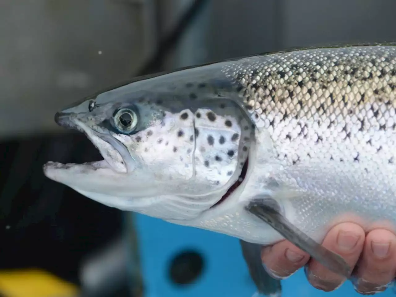 B.C. conservation group moves thousands of salmon that will produce millions of eggs