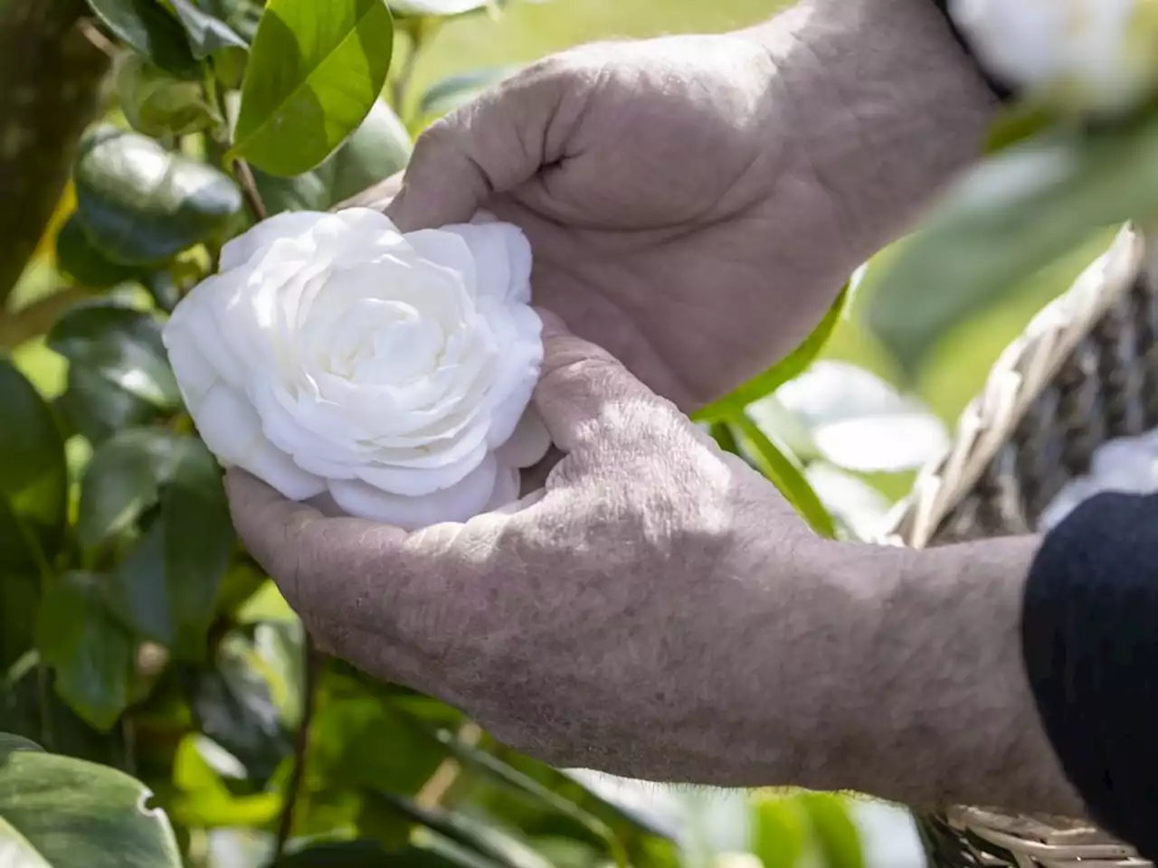 In a small French village, a magical relationship with camellia flowers blooms