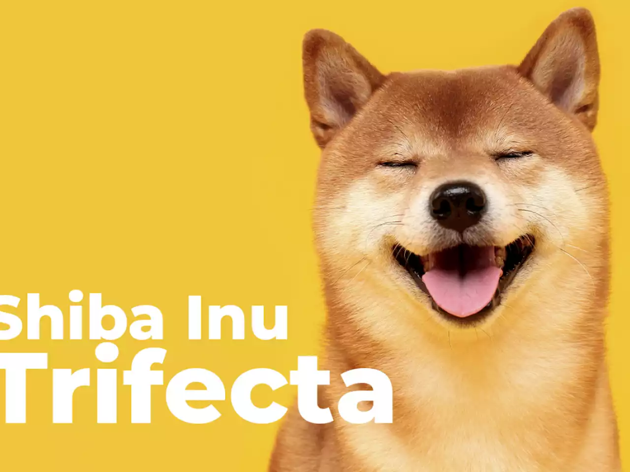 Shiba Inu Trifecta Now Available on This Singapore Based Exchange: Details