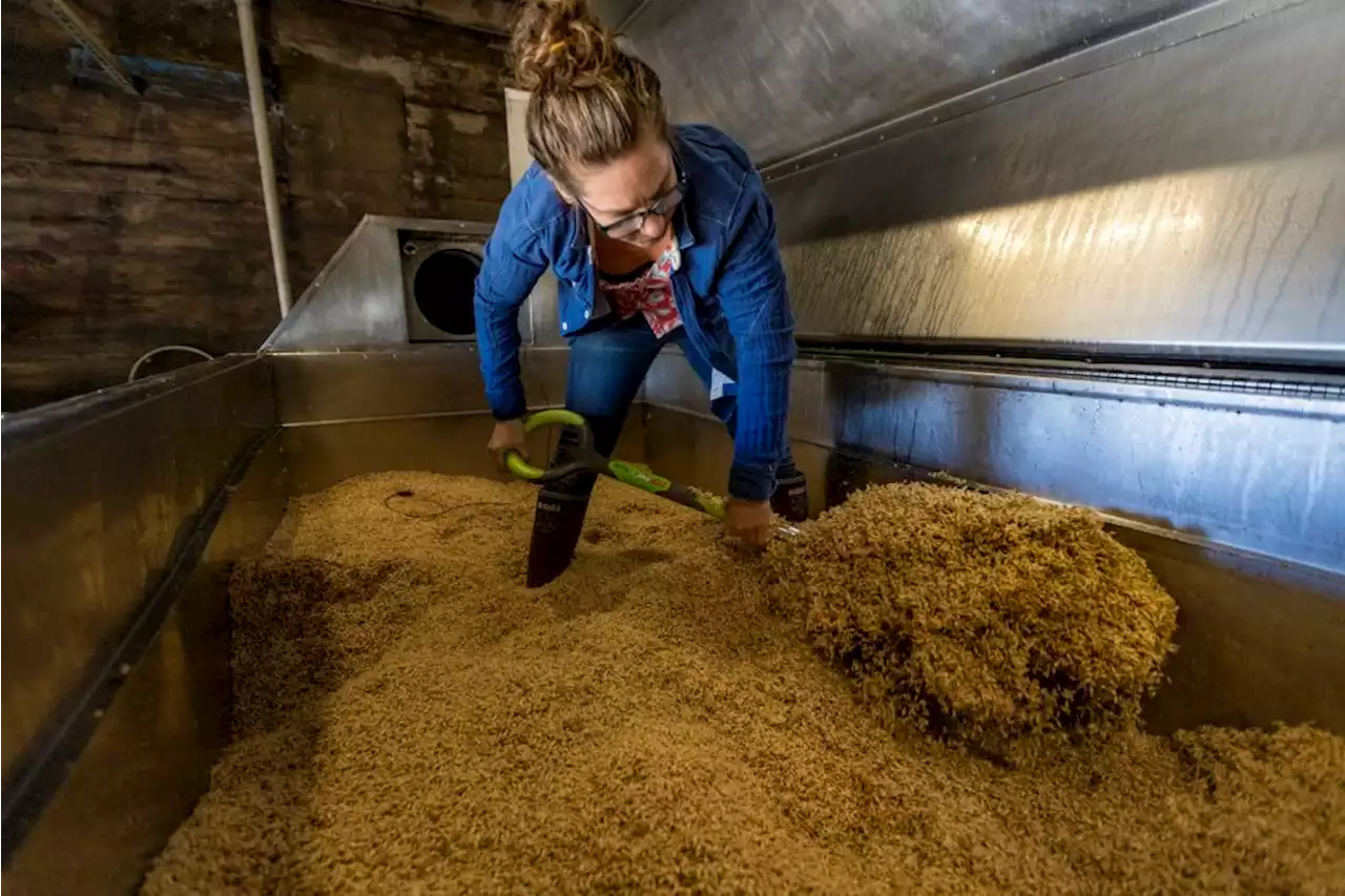 From field to pint: How cans of craft beer are supporting regional farmland